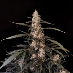 Tall Original Amnesia Haze Auto plant with dense buds and broad green leaves against a dark background