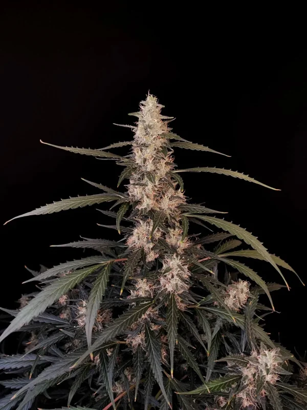 Tall Original Amnesia Haze Auto plant with dense buds and broad green leaves against a dark background