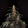 Main cola of Original Amnesia Haze Auto covered in frosty trichomes with orange pistils, standing out against a black background
