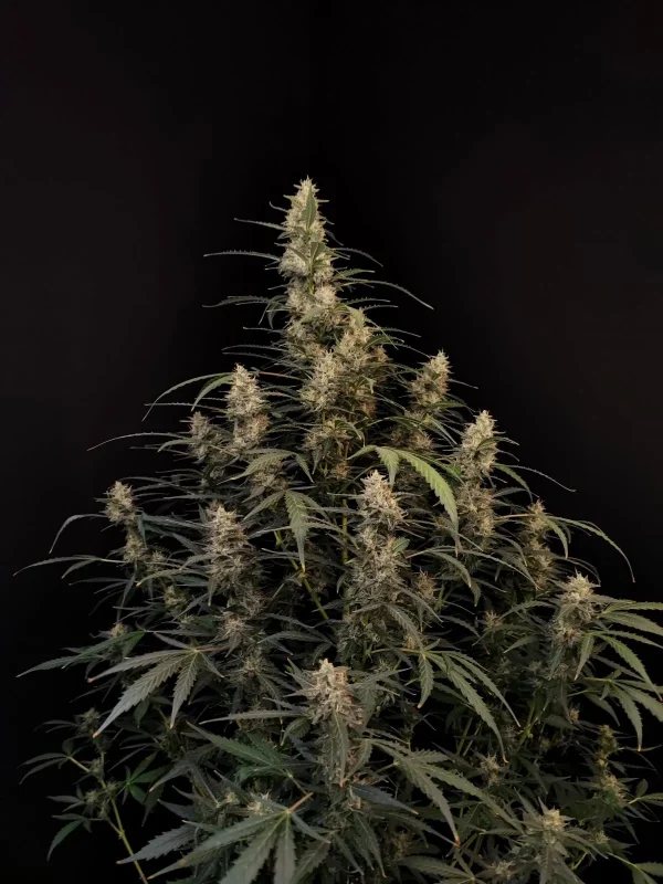 Vibrant Original Amnesia Haze Auto plant with multiple buds, showcasing a frosty appearance and green foliage