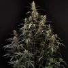Close-up of Original Amnesia Haze Auto bud, highlighting its trichome-coated surface and green, orange tones