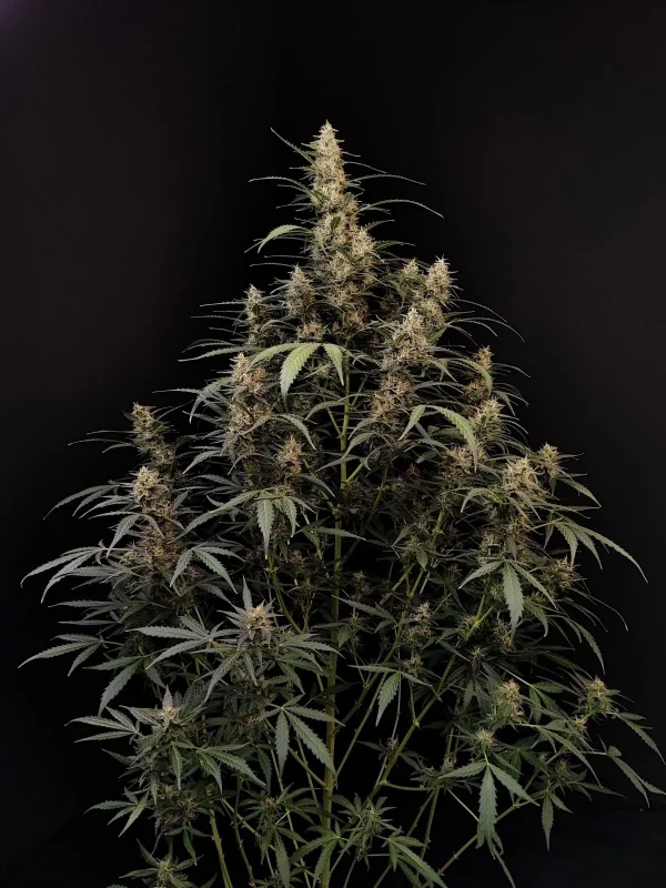 Close-up of Original Amnesia Haze Auto bud, highlighting its trichome-coated surface and green, orange tones