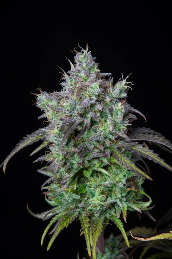 Large Original Big Bud Auto plant with prominent, dense buds and lush green leaves under indoor lighting