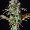 Close-up of Original Big Bud Auto cola, showcasing thick, trichome-covered buds with green hues and orange pistils