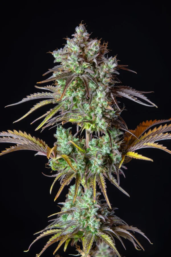 Close-up of Original Big Bud Auto cola, showcasing thick, trichome-covered buds with green hues and orange pistils