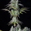 Full view of Original Big Bud Auto with multiple resinous buds and broad green leaves against a dark backdrop