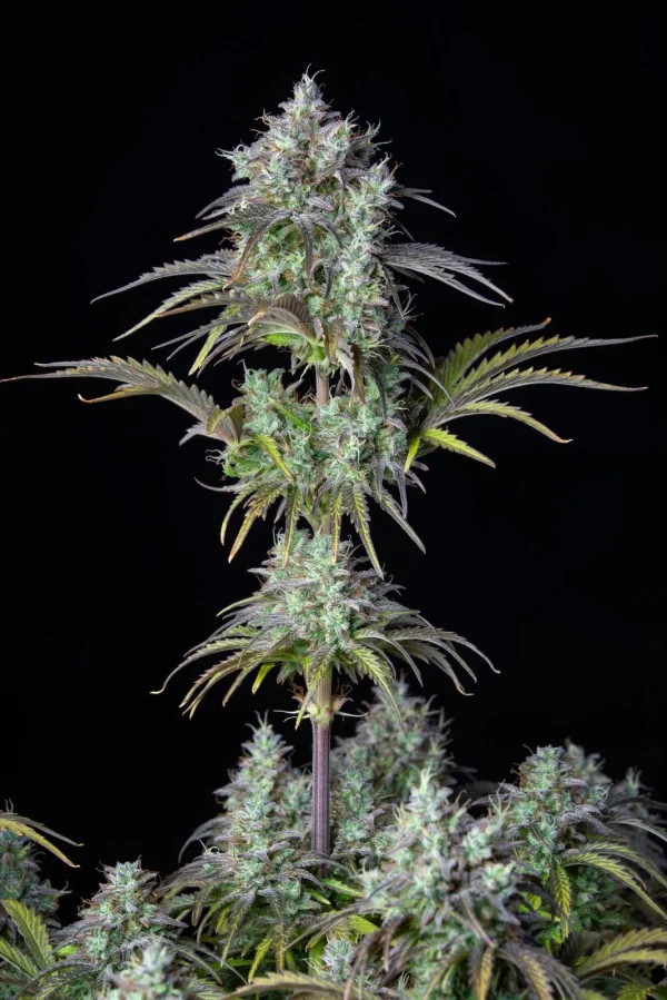 Full view of Original Big Bud Auto with multiple resinous buds and broad green leaves against a dark backdrop