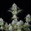 Close-up of Original Big Bud Auto flower, emphasizing its dense structure and heavy trichome coating