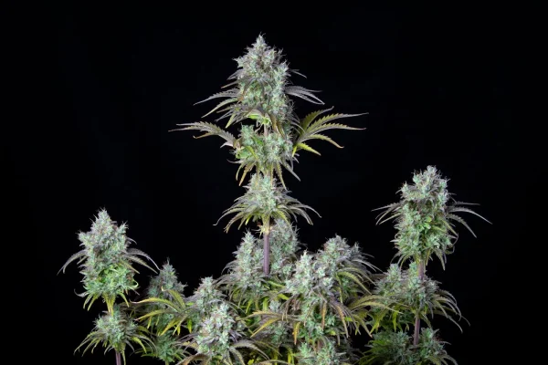 Close-up of Original Big Bud Auto flower, emphasizing its dense structure and heavy trichome coating