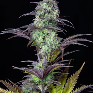 Frosty, trichome-rich bud of Original Blueberry Auto with purple highlights and dark green leaves