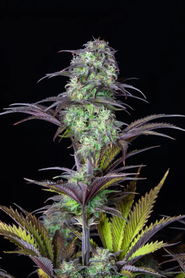 Frosty, trichome-rich bud of Original Blueberry Auto with purple highlights and dark green leaves