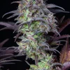 Original Blueberry Auto plant with multiple buds, displaying a mix of purple and green tones under indoor lighting