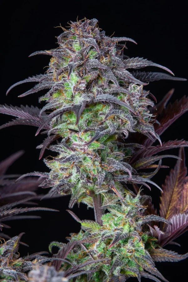 Original Blueberry Auto plant with multiple buds, displaying a mix of purple and green tones under indoor lighting