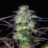 Full view of Original Blueberry Auto plant showcasing dense, colorful buds with vibrant purple leaves