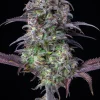 Close-up of Original Blueberry Auto bud with deep purple and green hues, covered in frosty trichomes