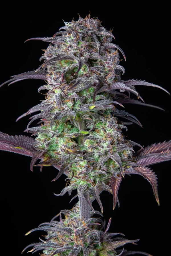 Close-up of Original Blueberry Auto bud with deep purple and green hues, covered in frosty trichomes