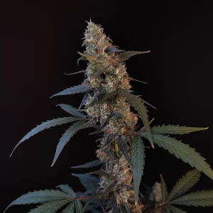 Original BubbleGum Auto plant showing dense buds, with a trichome-rich appearance and broad leaves