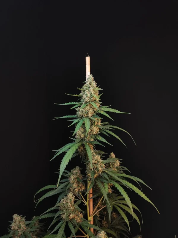 Close-up of Original Cheese Auto's main cola, with frosty trichomes and green leaves, showing a thick, resin-rich bud formation