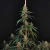 Tall, well-structured Original Cheese Auto plant with dense buds concentrated near the central stem, highlighting its upward growth pattern