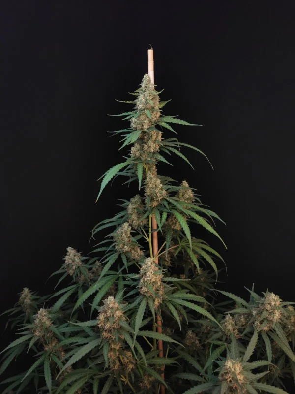 Tall, well-structured Original Cheese Auto plant with dense buds concentrated near the central stem, highlighting its upward growth pattern