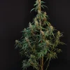 Full plant view of Original Cheese Auto with long, slender branches filled with dense buds and dark green leaves against a black background