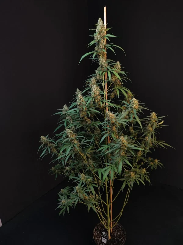 Full plant view of Original Cheese Auto with long, slender branches filled with dense buds and dark green leaves against a black background