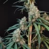 Dense buds covered in frosty trichomes with green leaves, showcasing Original Cheese Auto strain's compact structure and resinous appearance