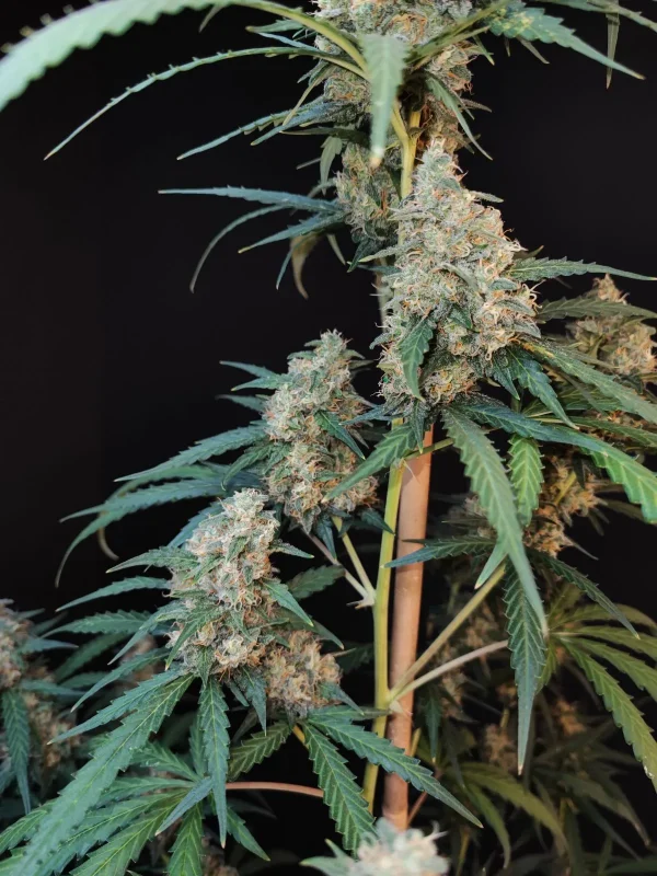 Dense buds covered in frosty trichomes with green leaves, showcasing Original Cheese Auto strain's compact structure and resinous appearance