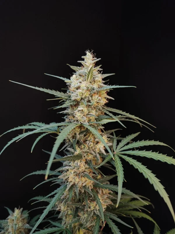 Close-up of Original Chemdawg Auto bud with frosty trichomes, highlighting the strain’s resinous and dense flower structure
