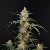 Full view of the Original Chemdawg Auto plant, tall and bushy, with multiple bud-laden branches and fan leaves spreading outward
