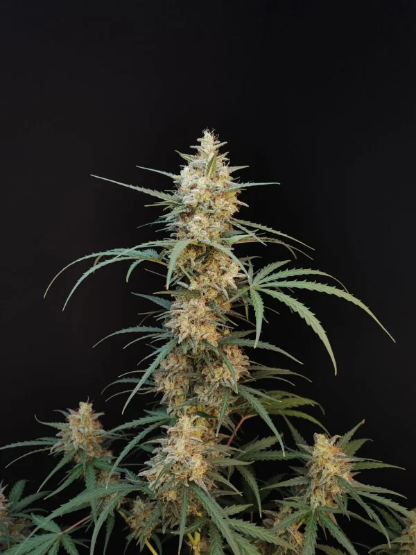 Full view of the Original Chemdawg Auto plant, tall and bushy, with multiple bud-laden branches and fan leaves spreading outward