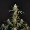 Close-up of Original Chemdawg Auto’s central bud, showcasing dense, trichome-covered flowers with a light green hue