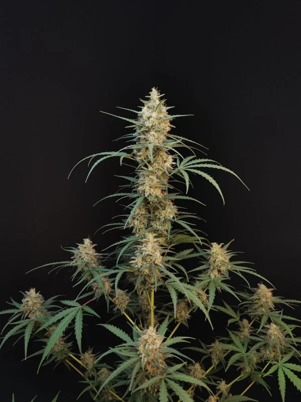 Close-up of Original Chemdawg Auto’s central bud, showcasing dense, trichome-covered flowers with a light green hue