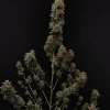 Original Chemdawg Auto plant with multiple branches, each covered in dense buds, displaying its branching structure and rich foliage