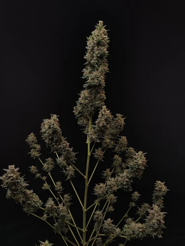 Original Chemdawg Auto plant with multiple branches, each covered in dense buds, displaying its branching structure and rich foliage