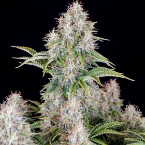 Close-up of Original Cinderella Auto's central bud, highlighting trichome-rich flowers and serrated leaves against a dark background