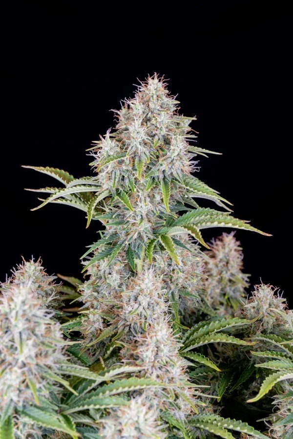 Close-up of Original Cinderella Auto's central bud, highlighting trichome-rich flowers and serrated leaves against a dark background