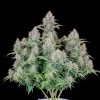 Full view of the Original Cinderella Auto plant, displaying numerous buds on branching stems and dark green fan leaves