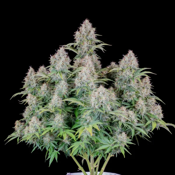 Full view of the Original Cinderella Auto plant, displaying numerous buds on branching stems and dark green fan leaves