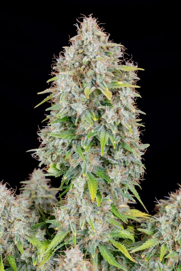 Tall, well-structured Original Cinderella Auto plant with multiple branches, each featuring thick buds coated in trichomes