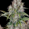 Close-up of Original Cinderella Auto bud with frosty trichomes, showing dense, resin-coated flowers and vibrant green leaves