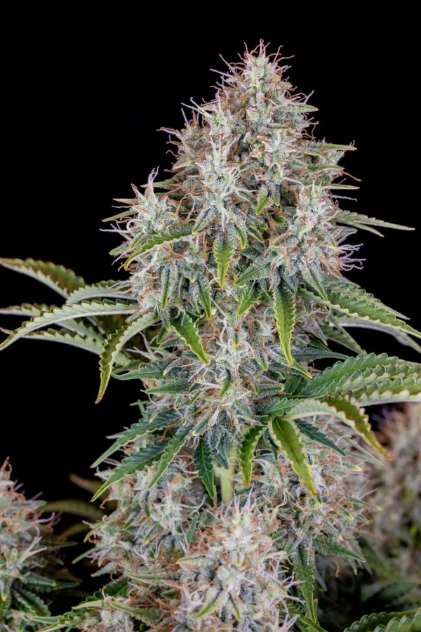 Close-up of Original Cinderella Auto bud with frosty trichomes, showing dense, resin-coated flowers and vibrant green leaves