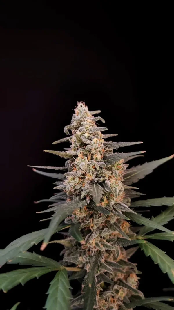 Close-up of Original Critical Auto bud, covered in trichomes with vibrant green and orange pistils, capturing its resinous quality