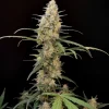 Full plant view of Original Critical Auto, showing abundant buds and fan leaves, highlighting its robust and bushy form