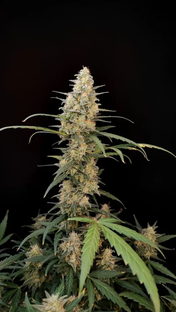 Full plant view of Original Critical Auto, showing abundant buds and fan leaves, highlighting its robust and bushy form