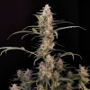Central bud of Original Critical Auto with frosty trichomes and dense structure, emphasizing the strain’s resin production