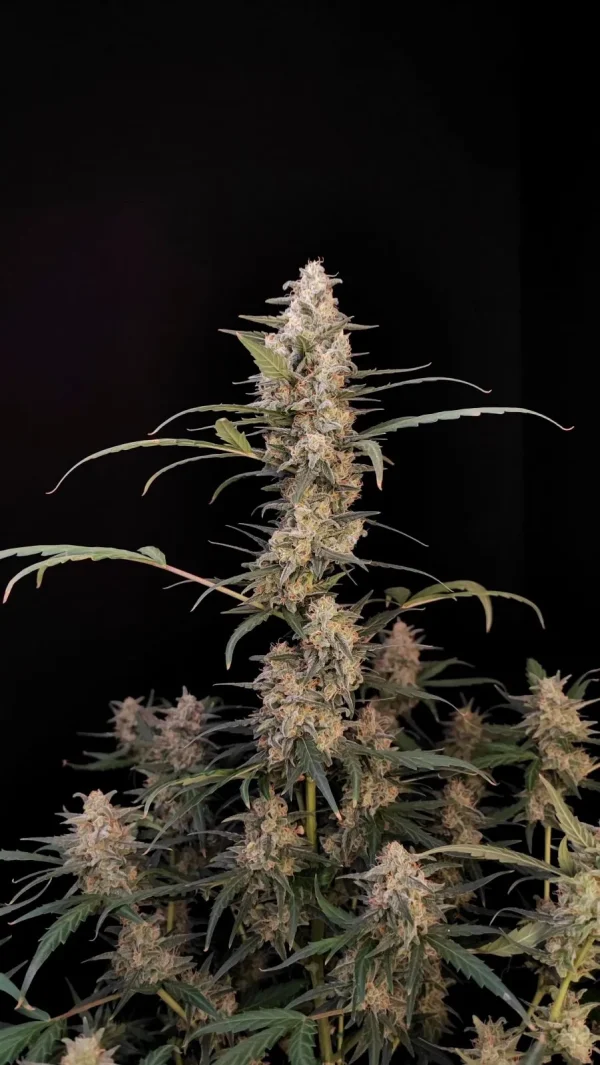 Central bud of Original Critical Auto with frosty trichomes and dense structure, emphasizing the strain’s resin production