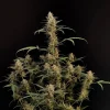 Original Critical Auto plant with thick, resinous buds on branching stems, set against a dark background, showcasing its full growth