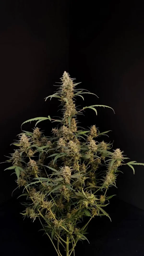 Original Critical Auto plant with thick, resinous buds on branching stems, set against a dark background, showcasing its full growth