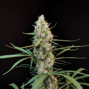 Central bud of Original Jack Herer Auto with resinous trichomes and serrated green leaves, showcasing its rich flower structure